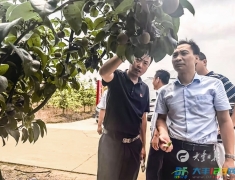 省梨果产业专家来丰指导防病减灾工作