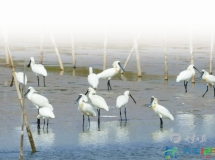 全球珍稀濒危物种黑脸琵鹭现身大丰