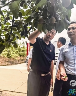 省梨果产业专家来丰指导防病减灾工作