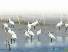 全球珍稀濒危物种黑脸琵鹭现身大丰