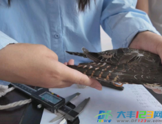 大丰：跨越山海 护航候鸟迁徙路