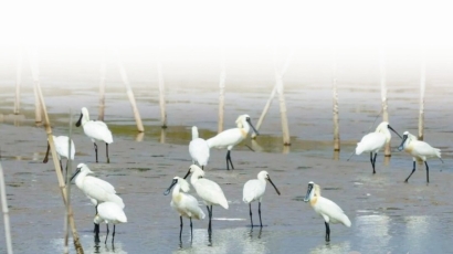 全球珍稀濒危物种黑脸琵鹭现身大丰