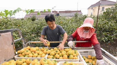 南阳镇诚心村千亩柿子迎来丰收季