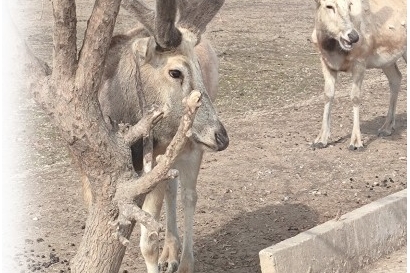 大丰麋鹿换新“小树杈”茸角生长超可爱