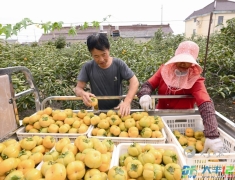 南阳镇诚心村千亩柿子迎来丰收季
