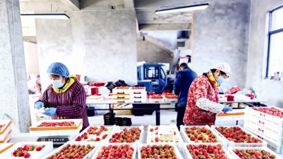 草堰镇草莓丰产丰收“酿甜蜜”