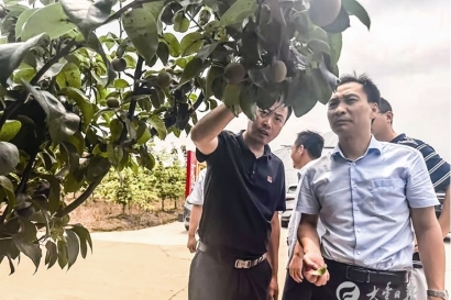 省梨果产业专家来丰指导防病减灾工作