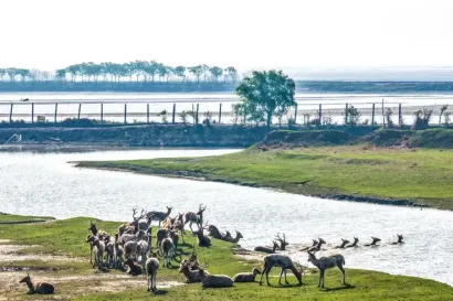大丰湿地 麋鹿欢栖