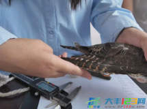 大丰：跨越山海 护航候鸟迁徙路