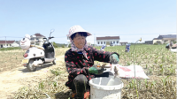 南阳镇：小小大蒜种出“辣”经济