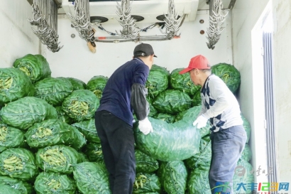 草堰镇西渣村：蚕豆丰收采收忙 轮作增效助增收