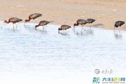 时隔6年，7只“湿地彩虹”闪耀大丰湿地