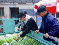 丰华街道：地标蒜薹迎丰收 畅通销路助振兴