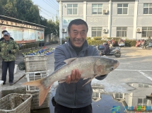 振兴路上丨西团镇西灵村：同筑鱼水情 润泽百家心