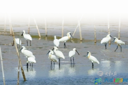 全球珍稀濒危物种黑脸琵鹭现身大丰