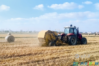 草堰镇秸秆综合利用率达100%