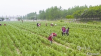 丰华街道万丰村： 小艾草香溢 钱袋子喜鼓