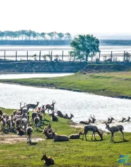 大丰湿地 麋鹿欢栖