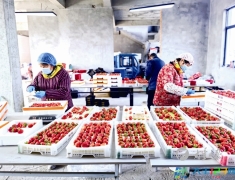 草堰镇草莓丰产丰收“酿甜蜜”