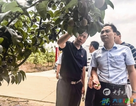 省梨果产业专家来丰指导防病减灾工作
