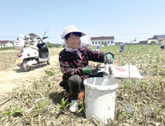 南阳镇：小小大蒜种出“辣”经济