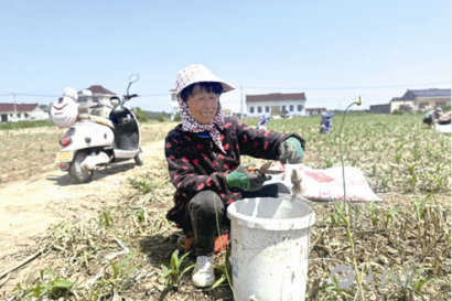 南阳镇：小小大蒜种出“辣”经济