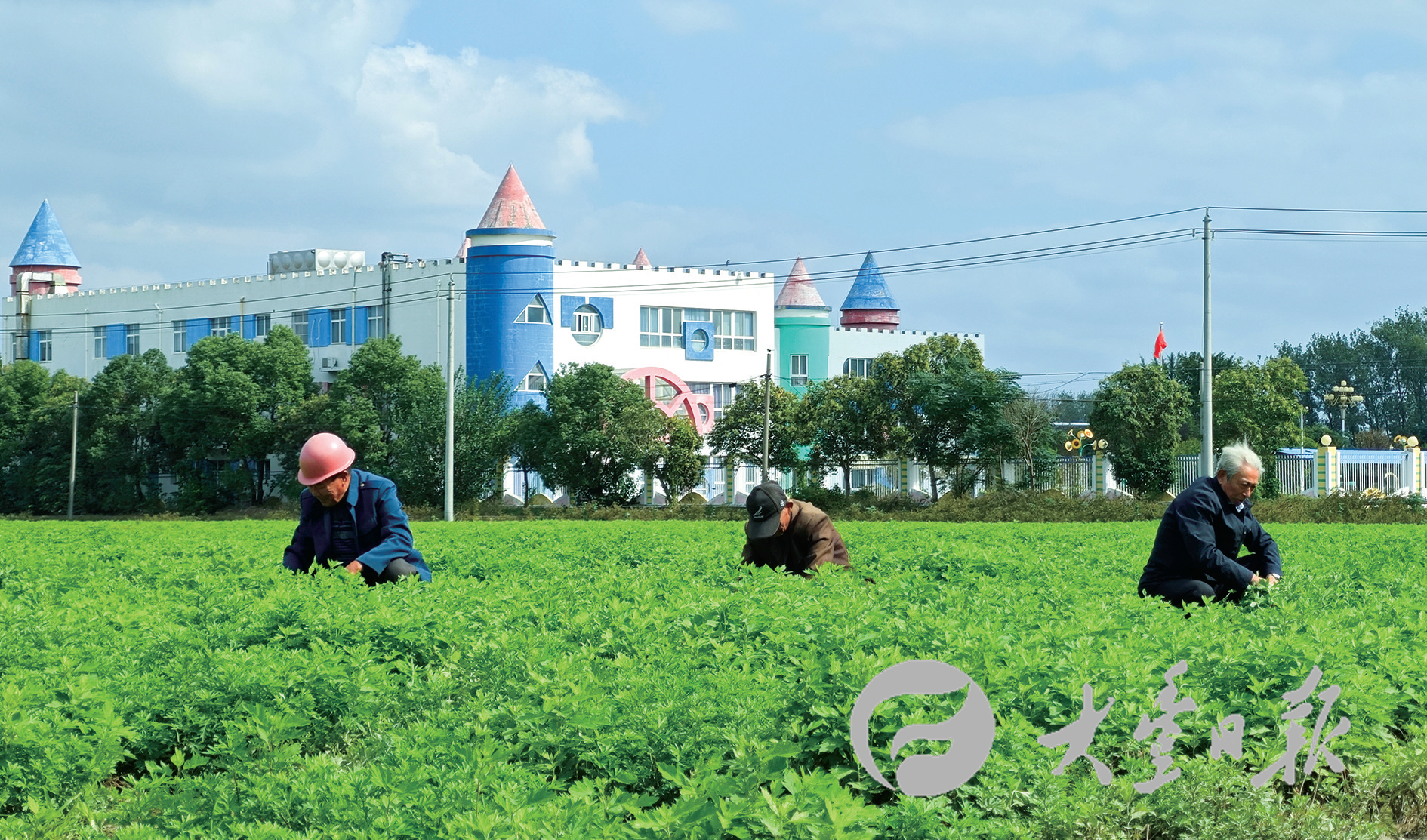 小艾草成为富民强村“致富草”